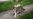Gato con rabia ataca a 3 personas en Holguín y ahora recogen animales callejeros