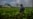 Gobierno cubano gana millones con la exportación de tabaco mientras los productores viven en la miseria (VIDEO)