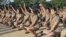 Jóvenes cubanas jurando tras graduación en escuela militar