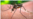 Cuba reporta primer caso de Zika